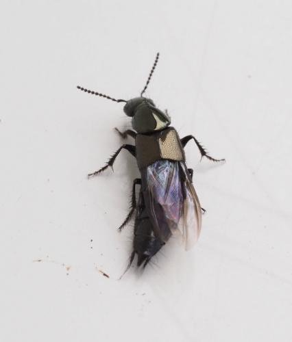 Réf. 241 967 : Philonthus sp.